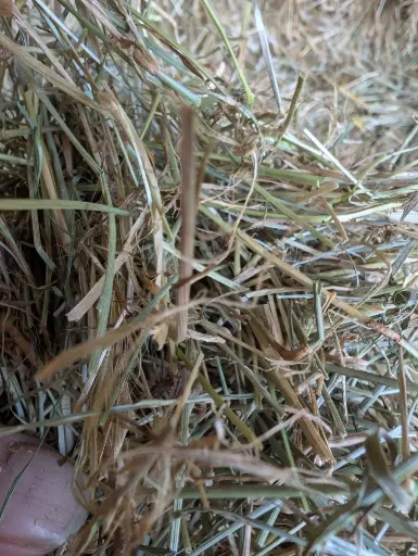 [RW26] Graszaad hooi